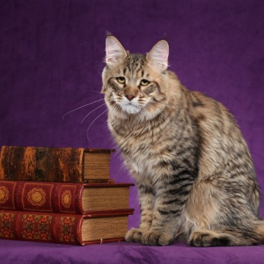 Betsy Trotwood Kæreste Slange LegendTales Pixie-Bobs of Gilbert Arizona – The Golden Retrievers of Cats  Since 1996