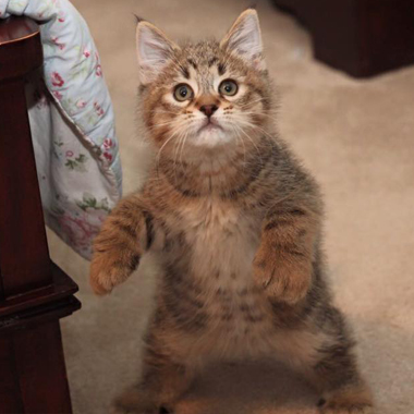 Available Cats