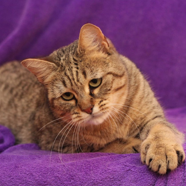 Available Kittens Info