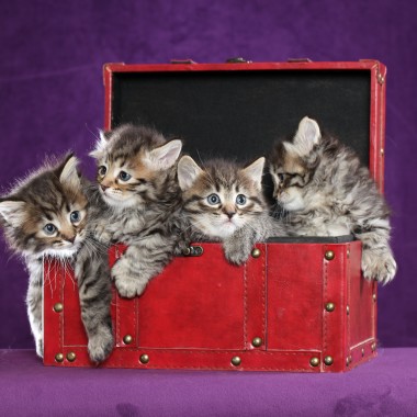 New Litter!