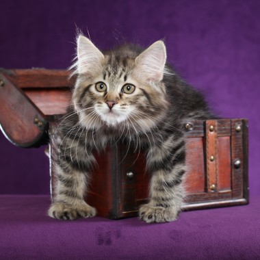 Kitten #3
