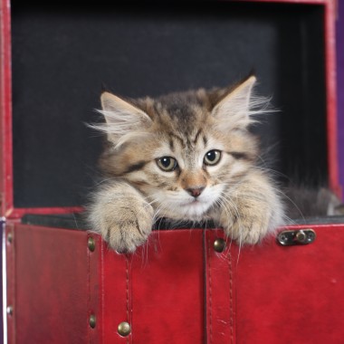 Kitten #6