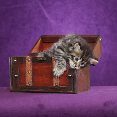 Kitten #2