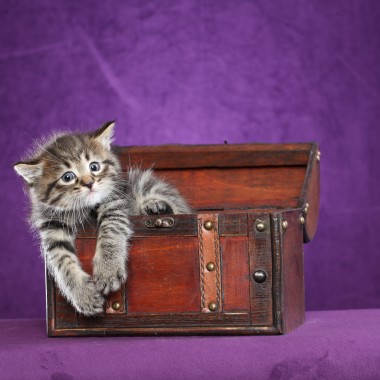 Kitten #5