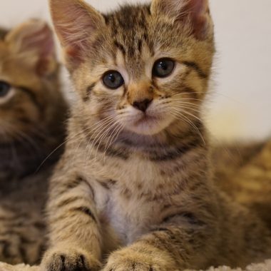 Kitten #4