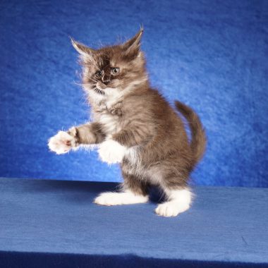 Kitten #7 Maine Coon