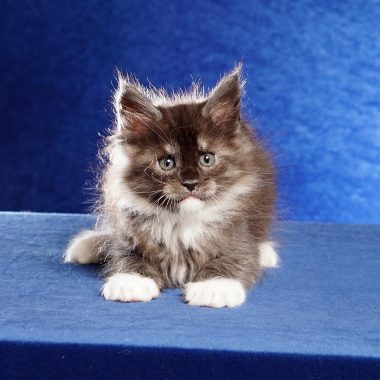 Kitten #7 Maine Coon