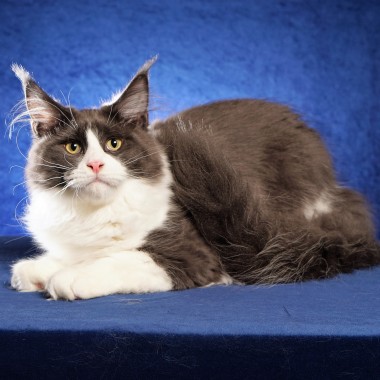 Legendtales Maine Coon boy