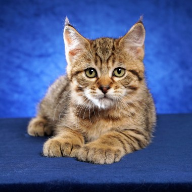 Kitten #5