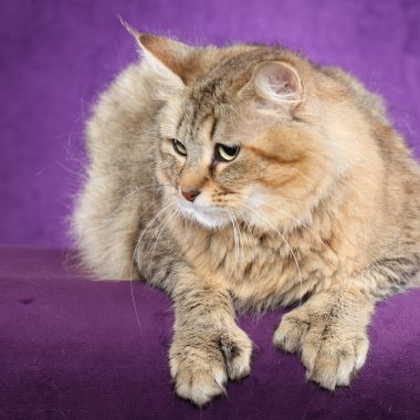 Grand Champion LegendTales Rapunzel