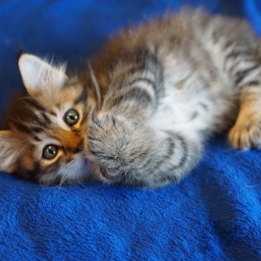 Kitten #4