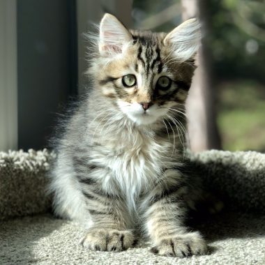 Kitten #2