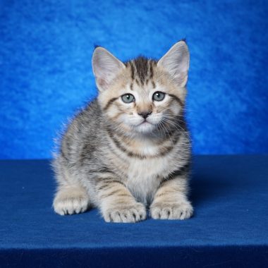 Kitten #4