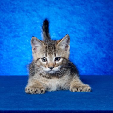 Kitten #3