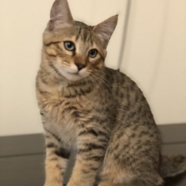Kitten #2