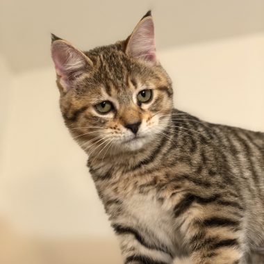 Kitten #6