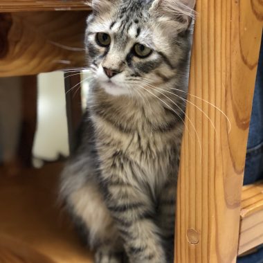 Older kittens