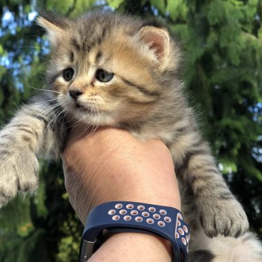 Kitten #2