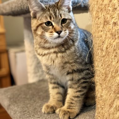 Kitten #3