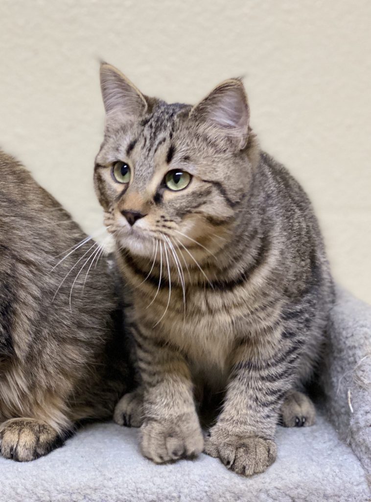 LegendTales PixieBob kitten