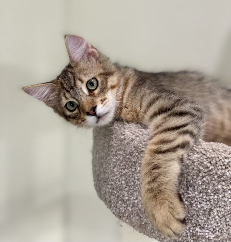 LegendTales PixieBob kitten